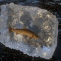 Стая рыб замерзла во льду реки