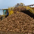 В Пензенской области урожай сахарной свеклы превысил миллион тонн