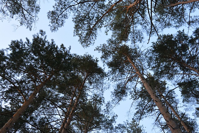 В Пензенской области рассмотрели исполнение государственного задания по охране, защите, воспроизводству лесов