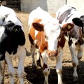 В Пензенской области произвели 403,6 тыс. тонн скота и птицы