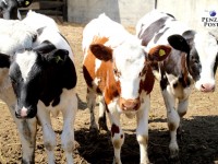 В Пензенской области произвели 403,6 тыс. тонн скота и птицы