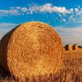 В Пензенской области заготовили 43,9 тыс. тонн сена