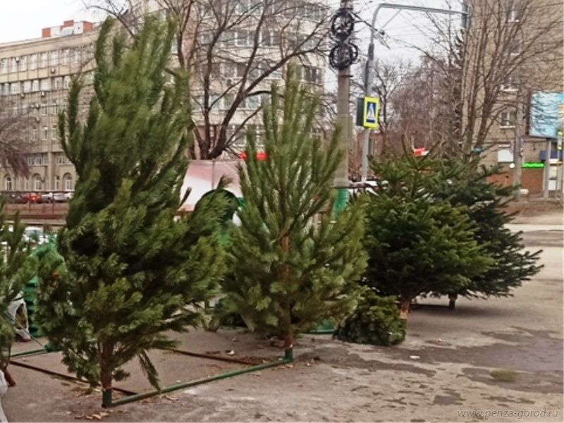 В Ленинском районе провели мониторинг елочных базаров