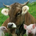 Пензенская область вышла в лидеры по производству мяса