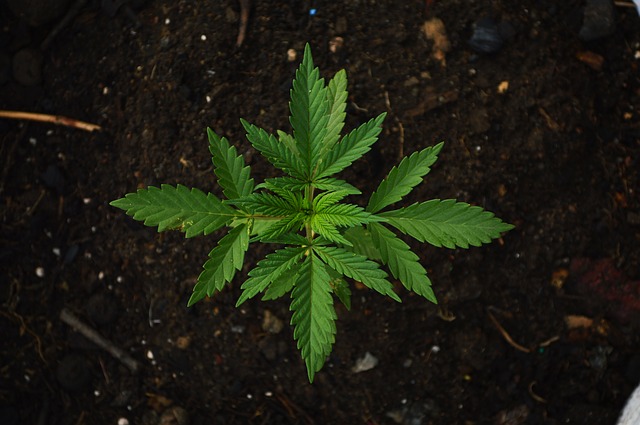 При обыске в доме полицейские нашли марихуану как настроить тор браузер на мак hudra