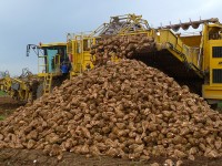 В Пензенской области урожай сахарной свеклы превысил миллион тонн