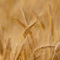 Более 170 млн рублей средств направят аграриям Пензенской области на проведение весенне-полевых работ