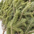 В Кузнецке будут открыты 14 точек для торговли елками к Новому году