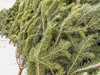 В Кузнецке будут открыты 14 точек для торговли елками к Новому году