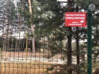 Утверждено обвинительное заключение по делу о незаконной вырубке в Ахунском сосновом бору - прокуратура