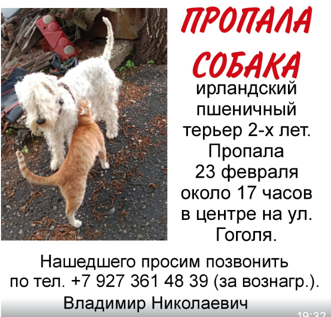 Пропала собака на улице Гоголя в Пензе. Помогите найти!
