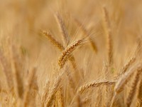 Более 170 млн рублей средств направят аграриям Пензенской области на проведение весенне-полевых работ
