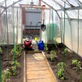 Нетипично жаркий апрель в Пензе ускорил высадку томатов и других овощей садоводами